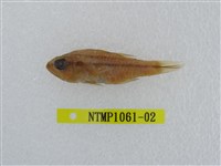 藏品(中線天竺鯛)的圖片